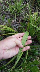 Image result for Orthochilus