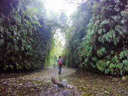 Fern canyon is a canyon in the prairie creek redwoods state park in humboldt county, california, western united states. Fern Canyon Prairie Creek Redwoods Sp Ca Backcountrycow Backpacking And Outdoor Travel