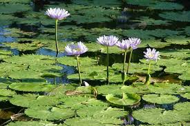 Image result for Nymphaea