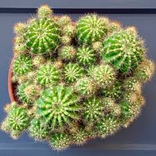 The original transparency is 5x4 and is one of my all time favorites. Echinopsis Oxygona Easter Lily Cactus Growing Garden Manage Gfinger Is The Best Garden Manage App