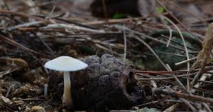 Image result for Strobilurus conigenoides