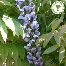 Blue rain, wisteria color of the blossoms: Wisteria Floribunda Burford Japanese Blue Wisteria Trees Plants