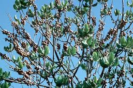 Image result for Phragmanthera cornetii