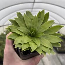 Image result for Vismia orientalis