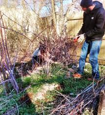 You can't turn off your raspberry pi by pulling out the power plug or turning off the mains power. Pruning Bushes Brambles And Vines Philadelphia Orchard Project