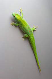 Schablonen und vorlagen zum ausdrucken. Grosser Madagaskar Taggecko Wikipedia