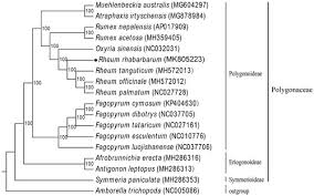 Image result for Afrobrunnichia