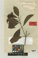 Image result for Corynanthe