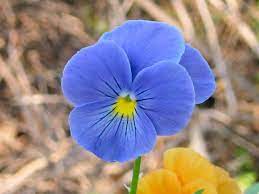 Perfect Pansy Pansies Blue Flowers Blue Color