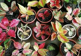Di sini kami akan berikan beberapa usaha tanaman hias yang menguntungkan dan berprospek cerah, 6 di antaranya yaitu Budidaya Tanaman Hias Aglaonema Mudah Dan Menguntungkan Blog Ragam Info Ulasan Tips Dan Trik Hobi Dan Hal Menarik Dan Inspiratif Lainnya