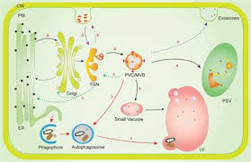 Check spelling or type a new query. Frontiers A Diverse Membrane Interaction Network For Plant Multivesicular Bodies Roles In Proteins Vacuolar Delivery And Unconventional Secretion Plant Science