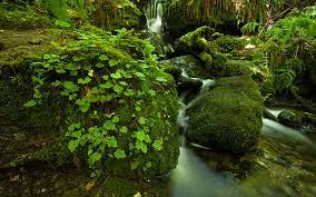Download the background for free. Moss Fern 1080p 2k 4k 5k Hd Wallpapers Free Download Wallpaper Flare