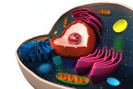 We did not find results for: Basics Of Animal Cell Biology Lovetoknow