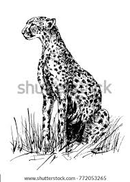 Cheetah drawing easy, how to draw a cheetah for beginners step by step. Cheetah Drawing At Getdrawings Free Download