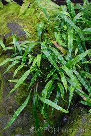 Image result for Loxogramme