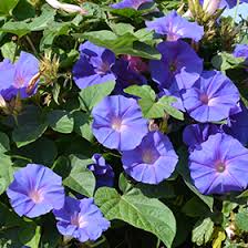 Image result for Ipomoea trinervia