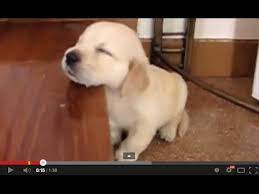 Video search results for sleepy puppy. Sleepy Puppies Kittens Youtube