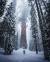 Sequoia National Park California