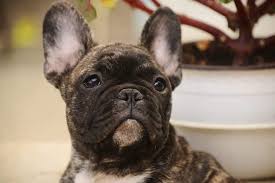 This is usually recommended because it seems like most people with allergies will react most times to a dog's saliva, urine, dander, or even the skin cells, and not the dog's hair itself. Are Frenchies Hypoallergenic Doggowner