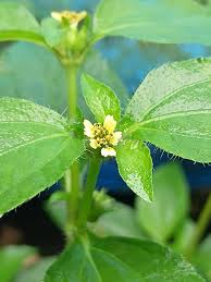 Image result for Synedrella