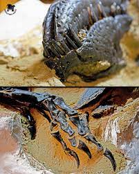 The mystery is finally solved. What scientists once thought was a teenage  T. rex turned out to be a whole new species-Nanotyrannus lancensis. The  “dueling dinosaurs” fossil gave researchers the most complete