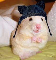 Tiny Hamsters Wearing Tiny Clothes Cute Hamsters Hamster Clothes Funny Hamsters