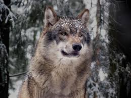 The Big Bad Beautiful Wolf Beautiful Wolves Wolf Dog Eurasian Wolf