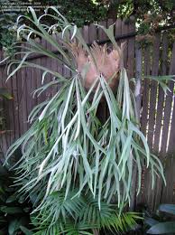 Plantfiles Pictures Silver Elkhorn Fern Lemoinei Platycerium Veitchii By Palmbob Plants Platycerium Ferns Garden