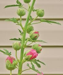 In the second year, the stalks shoot up, flowers bloom and seeds form. How To Grow Hollyhock From Seed Dengarden