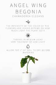 Master List Of Low Light Indoor Plants Low Light Indoor Plants Low Light Plants House Plants Indoor