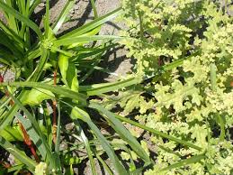 Image result for Dysphania schraderiana