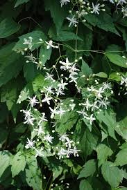 Virgin S Bower A Showy Native Vine With An Overpowering Presence Clematis Fall Blooming Flowers Autumn Clematis