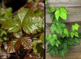 We did not find results for: How To Identify Poison Oak And Poison Ivy Actionhub