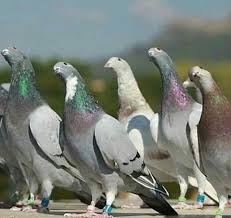 سبحان الله - اجمل أنواع طيور الحمام | Facebook