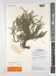 Image result for Mayaca baumii