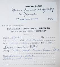 Image result for Ipomoea fulvicaulis