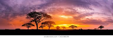 Panorama silhouette tree in africa with sunset.Tree silhouetted ...
