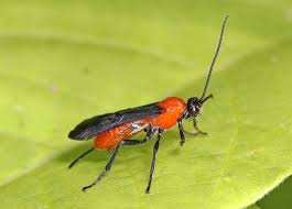 19 Types Of Wasps Explained And Easy Guide On Spotting Them