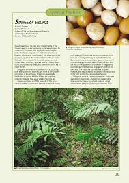 Image result for Stangeriaceae