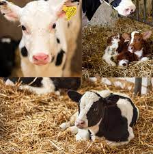 Separating Cows And Calves The Real Story Animal Agriculture Alliance
