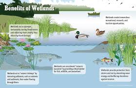 The association of state wetland managers is a nonprofit membership organization established in 1983 to promote and enhance protection and management of wetland resources, to promote application of sound science to wetland management efforts and to provide training and education for our members and the public. Featured Habitat Of The Week Coastal Wetlands By Daniel Karp Student Conservation Corner Medium