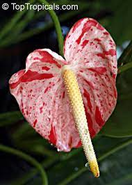 Pin On Anthurium Sp