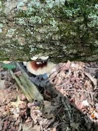 Image result for Ischnoderma resinosum