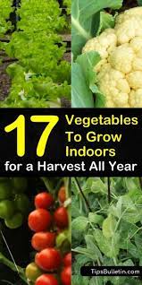 Vegetables Vegetable Gardening Easiest January Gardening Emma Blog Growing Vegetables Indoors Growing Vegetables Growing Vegetables In Pots