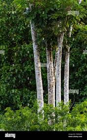 Image result for Securidaca welwitschii