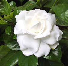 This is the average expected mature height by width in. Gardenia Flower Gardenia Gardenia Bouquet Red Gardenia Flowers Wholesale Flowers Gardenia Bouquet