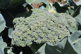 Root crops do not like to be disturbed and are best established by sowing seed in the garden where they are to grow. 9 Crops You Can Plant In August For Fall And Winter Harvest Our Stoney Acres