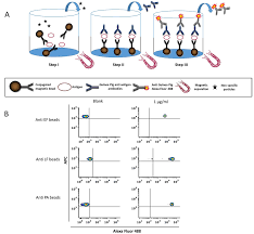 Liquid in 0.01m phosphate buffered saline; Pathogens Free Full Text Rapid And Sensitive Multiplex Assay For The Detection Of B Anthracis Spores From Environmental Samples Html