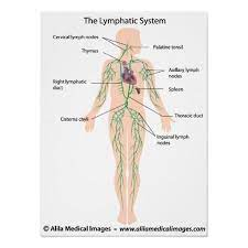The Lymphatic System Labelled Poster Zazzle Co Uk Lymphatic System Lymphatic Thoracic Duct