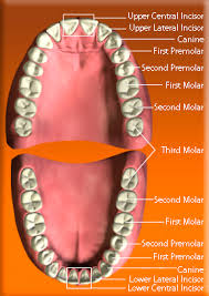 Image result for Dentition